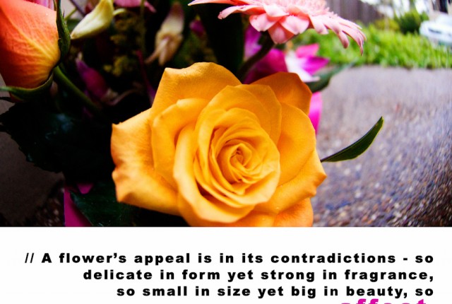 Visual Inspiration 365 - A flowers appeal is in its contradictions - Terri Guillemets